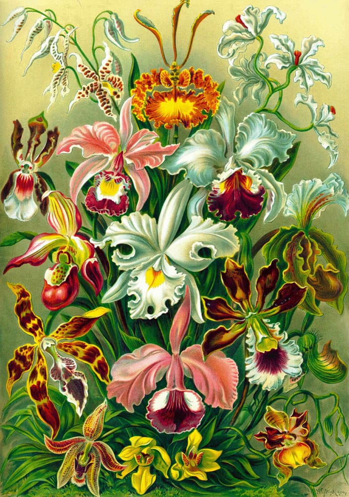 Ernst Haeckel Orchid Art Puzzle 1000 Pieces