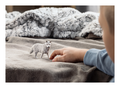 Schleich - Arctic Wolf - Image