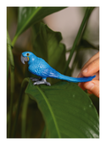 Schleich - Hyacinth Macaw - Image