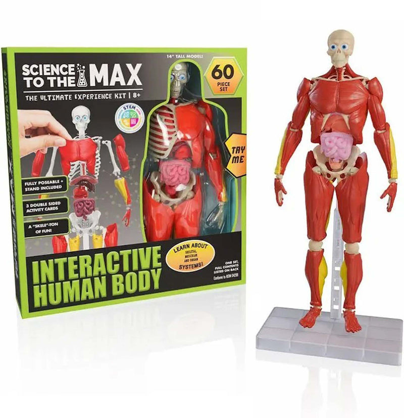 Science To The Max - Interactive Human Body