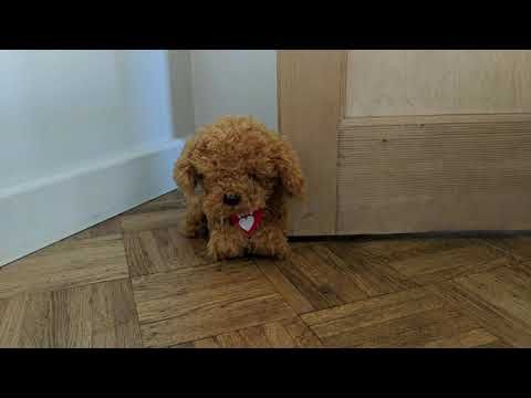 Waffle The Wonder Dog Soft Toy With Sound - Image