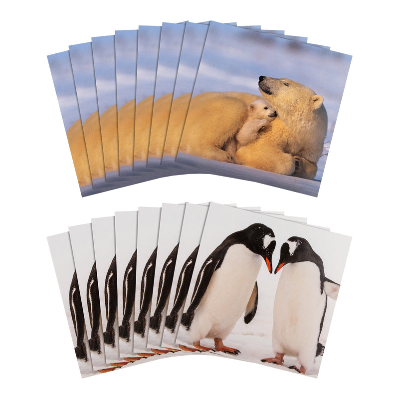 Christmas Cards - Pack of 16 in 2 Bear and Penguin National Geographic Designs