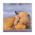 Christmas Cards - Pack of 16 in 2 Bear and Penguin National Geographic Designs
