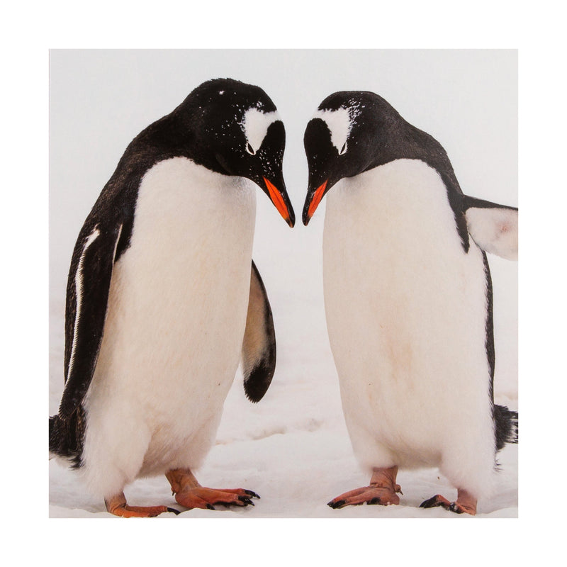Christmas Cards - Pack of 16 in 2 Bear and Penguin National Geographic Designs