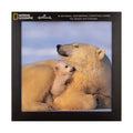 Christmas Cards - Pack of 16 in 2 Bear and Penguin National Geographic Designs