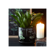 Poisonous Plants Plant Pot