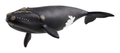 Schleich North Atlantic Right Whale