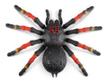 Robo Alive Giant Tarantula S1 Assorted - Image