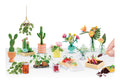 mga-s-miniverse-botanical-deluxe-set
