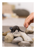 Schleich - Otter - Image