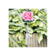 Water Lily Windchime