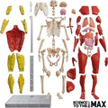Science To The Max - Interactive Human Body
