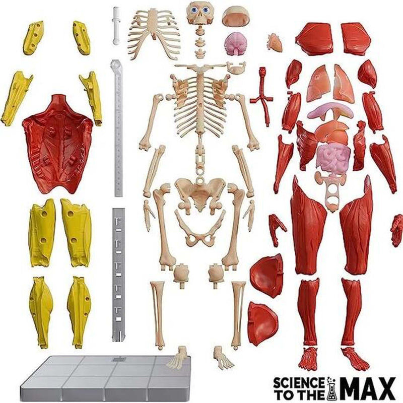 Science To The Max - Interactive Human Body
