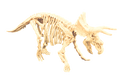 Triceratops Fossil Excavation - Image
