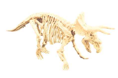 Triceratops Fossil Excavation - Image