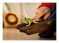 Schleich - European Tree Frog - Image