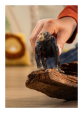 Schleich - Chimpanzee - Image