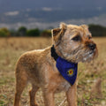 No Scotland No Party - Blue Tartan - Dog Bandana - 4 Sizes, alternate view