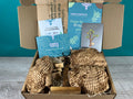 Plant Propagation Gift Set #1, size reference