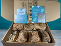 Plant Propagation Gift Set #1, alternate view