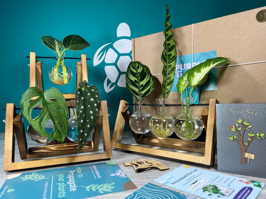 Plant Propagation Gift Set #2 collectible from Purple Turtle Co