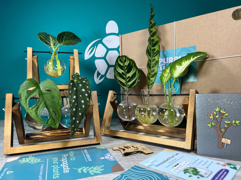 Plant Propagation Gift Set #2 collectible from Purple Turtle Co