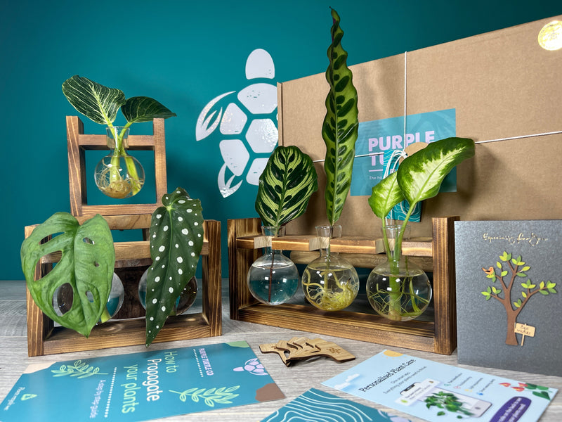 Plant Propagation Gift Set #5 collectible from Purple Turtle Co