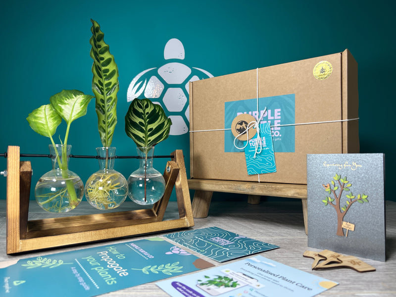 Plant Propagation Gift Set #2, side angle