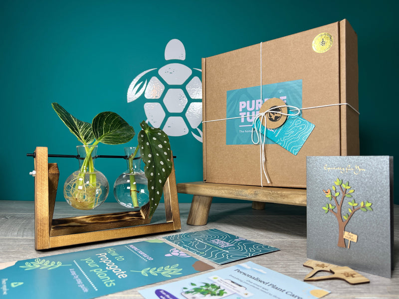Plant Propagation Gift Set #2, rear view