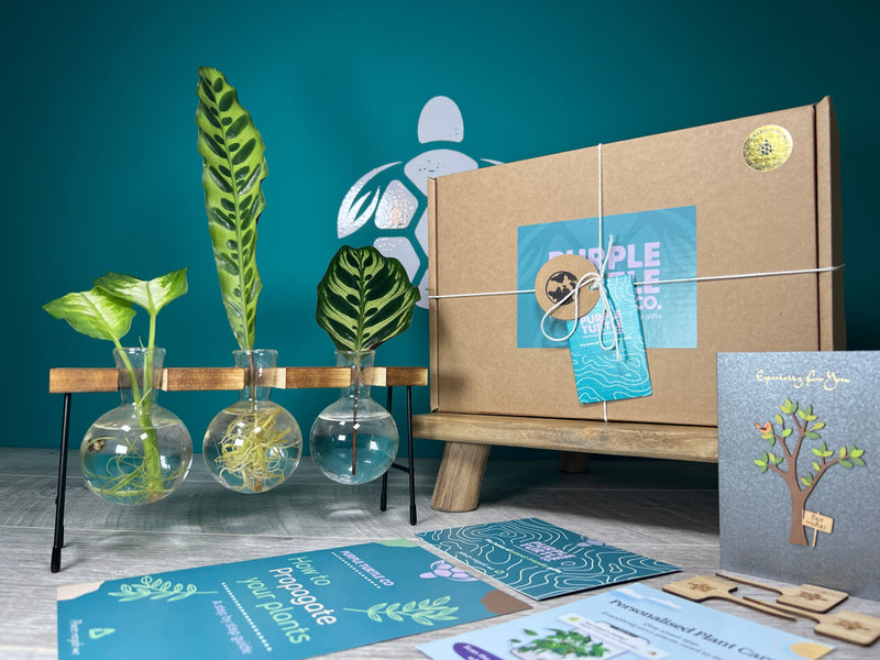 Plant Propagation Gift Set #3, side angle