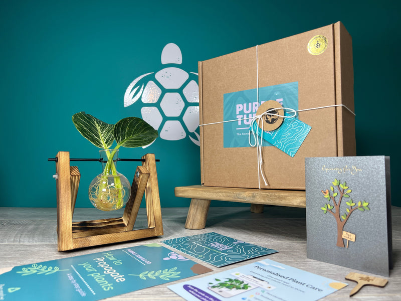Plant Propagation Gift Set #2, in display