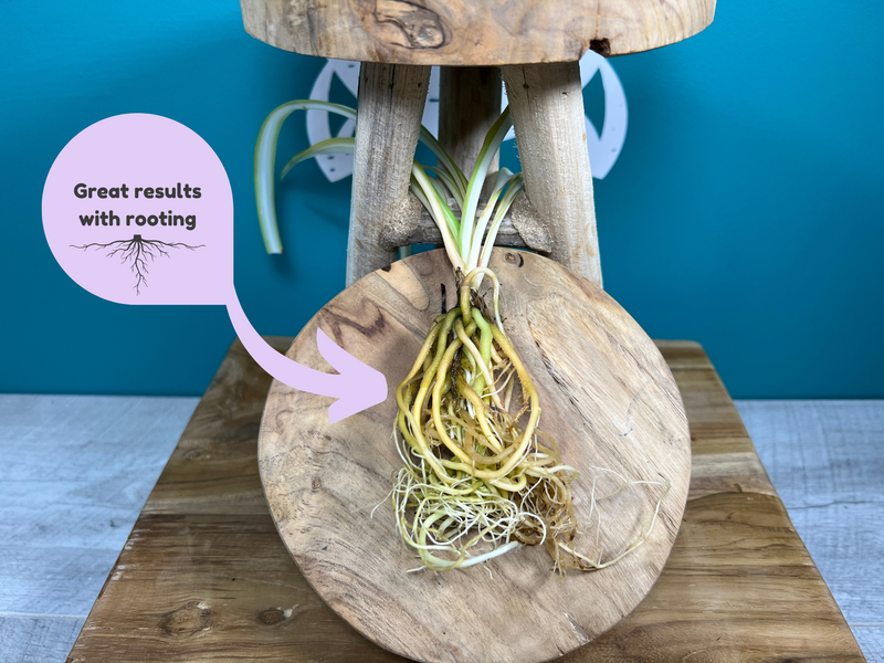 Plant Propagation Gift Set #5, product detail
