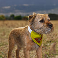 Scotland The Brave - Dog Bandana - 4 Sizes, alternate view