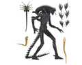 Alien: Romulus Xenomorph XX121 Ultimate 7 Scale Action Figure collectible from Infinity Collectibles 2026