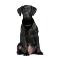 Trojan - Dog Bandana - 4 Sizes, alternate view