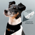 Trojan - Dog Bandana - 4 Sizes, close-up detail