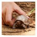 Schleich - Giant Tortoise - Image