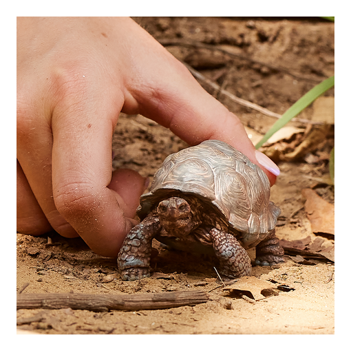 Schleich - Giant Tortoise - Image