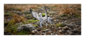 Schleich - Buckbeak - Image