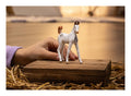 Schleich - Marwari Foal - Image