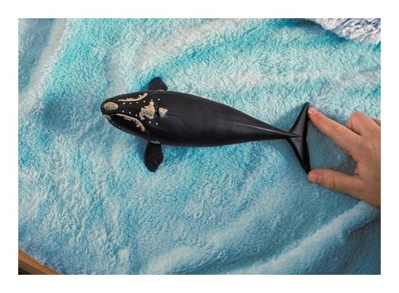 Schleich - North Atlantic Right Whale - Image