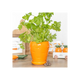 Carrot Shaped Plant Pot with Parsley Seed Balls