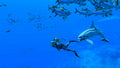 Endless Ocean Luminous - Nintendo Switch side angle
