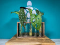 Plant Propagation Gift Set #7, close-up detail