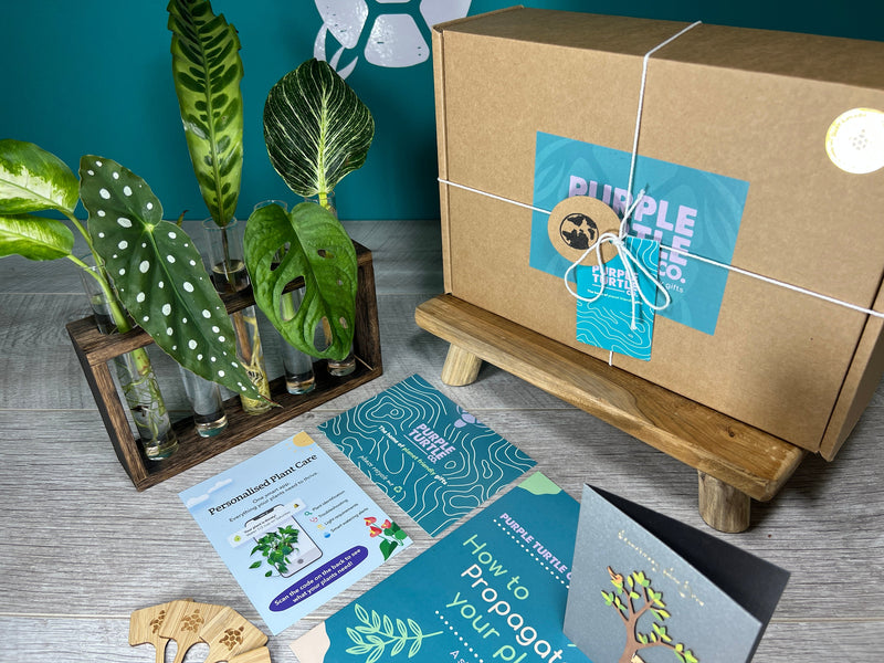 Plant Propagation Gift Set #7, side angle