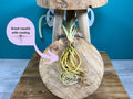Plant Propagation Gift Set #7, rear view