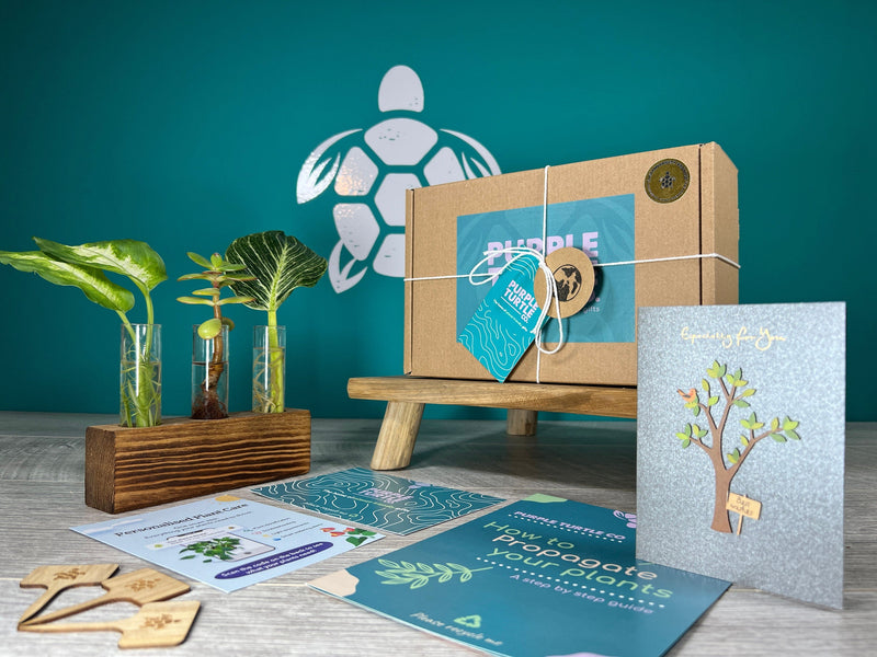 Plant Propagation Gift Set #6 collectible from Purple Turtle Co