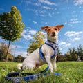 Stitch Premium (Medium/Large) Dog Harness - Image 4