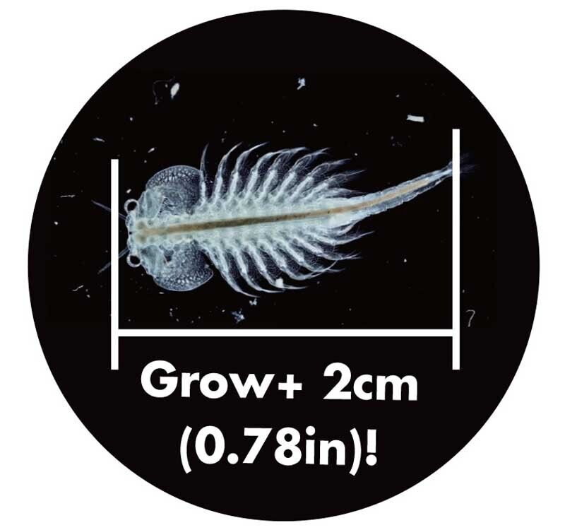 The Original Sea Monkeys On Mars DI23229 Brand New & Sealed Sci-Fi Aquarium Gift, close-up detail