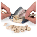 National Geographic Shark Tooth Dig Kit STEM Educational Activity Kit Brand New, close-up detail